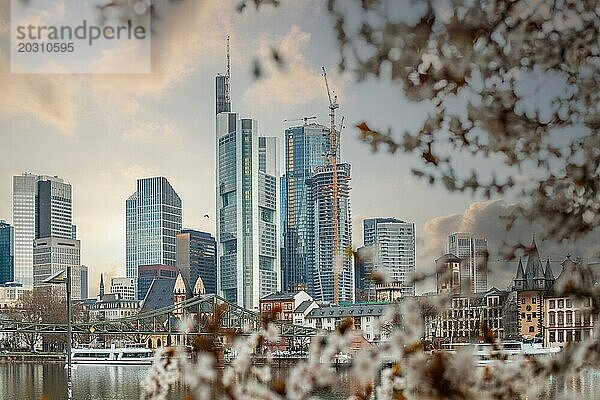 Kirschblüten an einem Flussufer mitten in einer Großstadt. Frühling mit Blick auf die Skyline des Bankenviertels und die Hochhäuser Frankfurts  Hessen