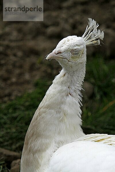 Weißer Pfau