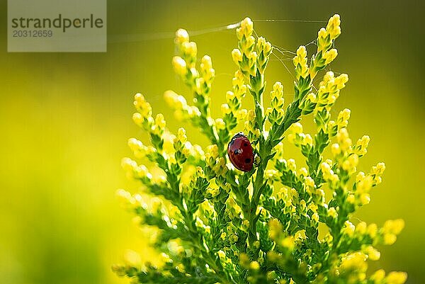 Ein Marienkäfer krabbelt auf der Spitze einer grünen Pflanze unter sonnigem Himmel  Deutschland  Europa