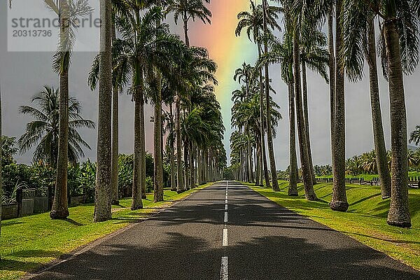 Die berühmte Palmenallee l'Allée Dumanoir. Landschaftsaufnahme von der Straßenmitte in die Allee hinein. Aufgenommen bei einem fantastischen Sonnenuntergang. Grand Terre  Guadeloupe  Karibik  Nordamerika