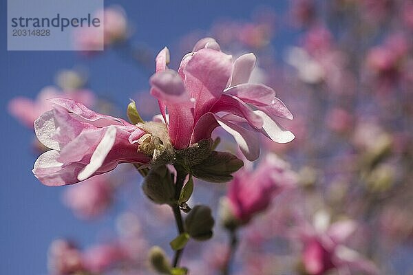 Nahaufnahme einer rosa und weißen Magnolia loebneri Blüte im Frühling  Montreal  Quebec  Kanada  Nordamerika