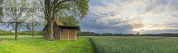 Landschaftsfoto eines Getreidefeld mit danebenliegender Scheune im Abendlicht  Abendstimmung  Landschaftsaufnahme  Landschaftsfoto  Schneeren  Neustadt am Rübenberge  Niedersachsen  Deutschland  Europa