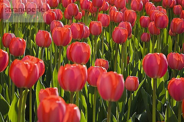 Nahaufnahme einer von hinten beleuchteten leuchtend roten Tulipa  Tulpen im Blumenbeet im Frühling  Ottawa  Ontario  Kanada  Nordamerika