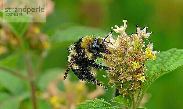 Hummel sammelt Pollen von Blüten  Nahaufnahme  selektiver Fokus AI generiert  KI generiert