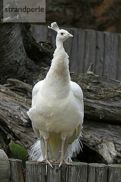 Weißer Pfau