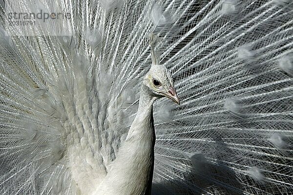 Weißer Pfau