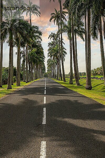 Die berühmte Palmenallee l'Allée Dumanoir. Landschaftsaufnahme von der Straßenmitte in die Allee hinein. Aufgenommen bei einem fantastischen Sonnenuntergang. Grand Terre  Guadeloupe  Karibik  Nordamerika
