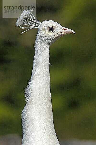 Weißer Pfau