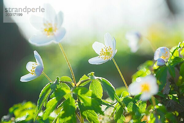 Buschwindröschen bzw. Busch-Windröschen (Anemonoides nemorosa) (Syn.: Anemone nemorosa) blühen weiß im Wald  grüne Blätter  unscharfer Hintergrund mit Bokeh  Frühlingsblumen  durchleuchtet von hellem Sonnenlicht  Gegenlicht  Nahaufnahme  Makroaufnahme  Mischwald  Lüneburger Heide  Niedersachsen  Deutschland  Europa