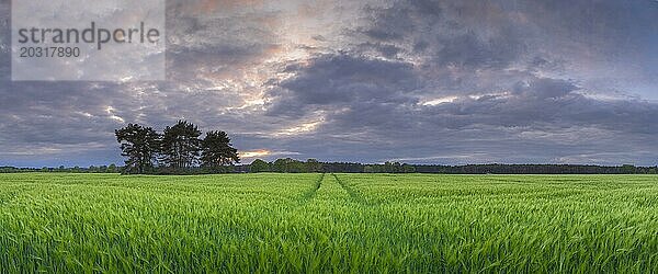 Landschaftsfoto eines Getreidefeld im Abendlicht  Abendstimmung  Landschaftsaufnahme  Landschaftsfoto  Schneeren  Neustadt am Rübenberge  Niedersachsen  Deutschland  Europa