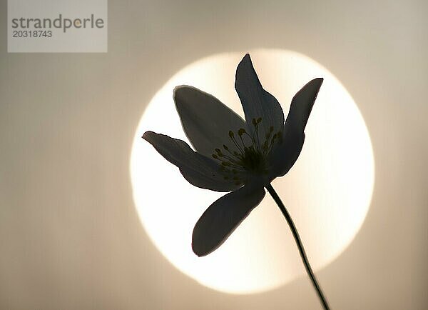 Silhouette einer Blüte vor der runden Leuchtscheibe der sinkenden Sonne  Buschwindröschen (Anemone nemorosa)  Blume vor Abendsonne  Lüneburger Heide  Niedersachsen  Deutschland  Europa