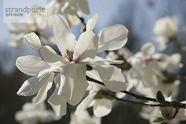 Nahaufnahme von weißen Magnolia loebneri Blüten im Frühling  Montreal  Quebec  Kanada  Nordamerika