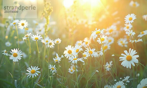 Sonnenbeschienene Wiese mit Gänseblümchen  Nahaufnahme  Bokeh Licht AI erzeugt  KI generiert