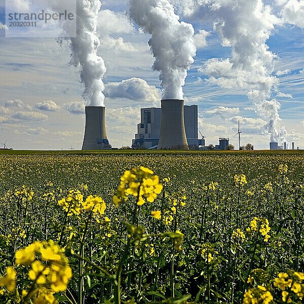 Braunkohlekraftwerk Neurath mit blühendem Rapsfeld  Grevenbroich  Nordrhein-Westfalen  Deutschland  Europa