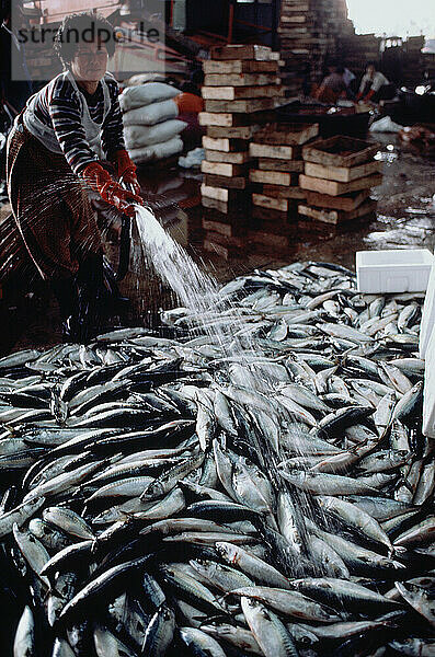 Südkorea. Pusan. Fischmarkt. Frau sprüht Wasser auf frischen Fisch.
