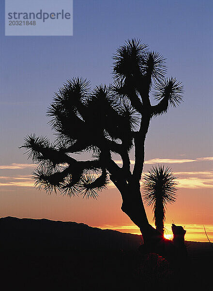 USA. Arizona. Joshua Tree-Silhouette bei Sonnenuntergang. (Yucca brevifolia)