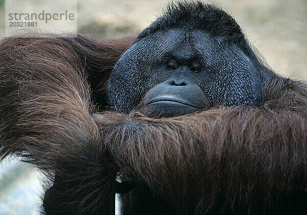 Tierwelt. Primas. Erwachsener Sumatra-Orang-Utan. Zoo von Singapur.