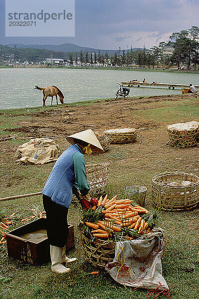 Vietnam. Landwirtschaft. Xuan Huong-Gemeinde. Traditionelle Landwirtschaft. Karotten ernten.