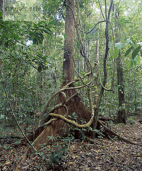 Australien. Queensland. Weit im Norden. Regenwald. Riesiger Feigenbaum mit Lianen-Dschungelranke.