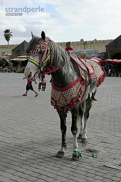 Geschmücktes Araber-Pferd  Meknes  Ein Pferd mit reich verziertem Kopfschmuck und Satteldecke steht auf einem öffentlichen Platz  Nordmarokko  Marokko  Afrika