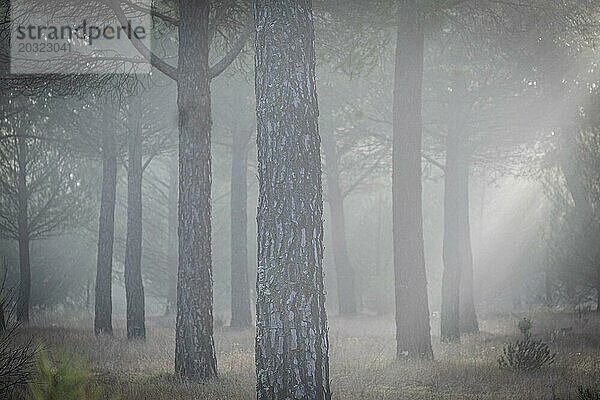 Harzgewinnung in einem Pinus pinaster Wald  Montes de Coca  Segovia  Spanien  Europa