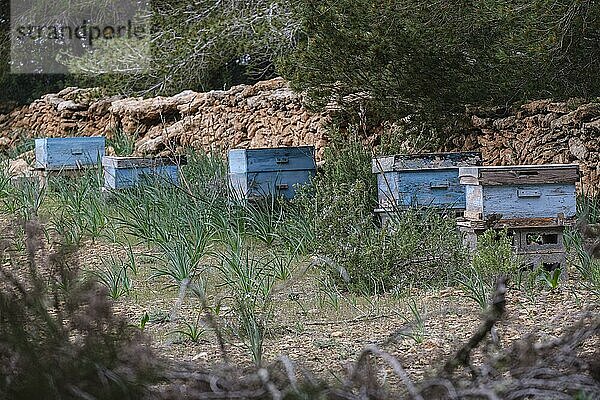 Honigwabe  Wald von La Mola  Formentera  Pityusen  Balearische Gemeinschaft  Spanien  Europa