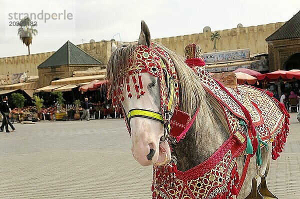 Geschmücktes Araber-Pferd  Meknes  Ein geschmücktes Pferd blickt zur Kamera auf einem belebten Marktplatz  Nordmarokko  Marokko  Afrika