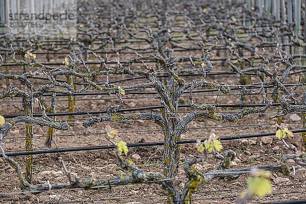 Weinberg der Weinkellerei Cap de Barberia  Formentera  Pitiusas Inseln  Balearische Gemeinschaft  Spanien  Europa