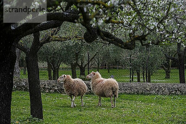 Schafe und Mandelblüten  Caimari  Mallorca  Balearische Inseln  Spanien  Europa