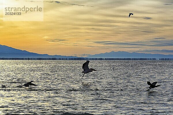 Krauskopfpelikan (Pelecanus crispus) und Kormorane fliegen am Kerkini-See  Kerkinisee  Morgenstimmung  Silhouette  Zentralmakedonien  Griechenland  Europa