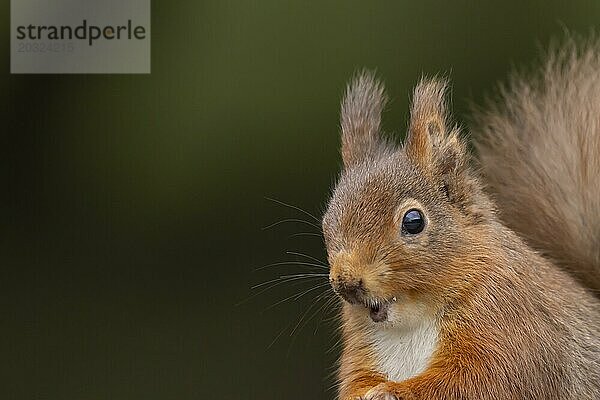 Europäisches Eichhörnchen (Sciurus vulgaris) erwachsenes Tierporträt  Yorkshire  England  Großbritannien  Europa