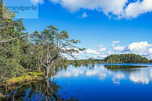 Ufer eines Sees in einem Moor mit alten Kiefern und Spiegelungen im Wasser an einem schönen sonnigen Sommertag in der Wildnis  Schweden  Europa