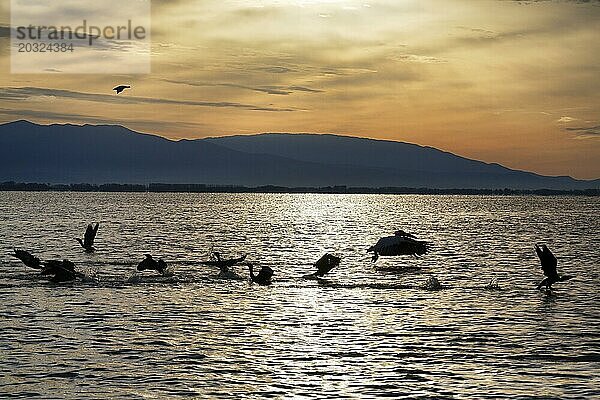 Krauskopfpelikan (Pelecanus crispus) und Kormorane am Kerkini-See  Kerkinisee  Morgenstimmung  Silhouette  Zentralmakedonien  Griechenland  Europa