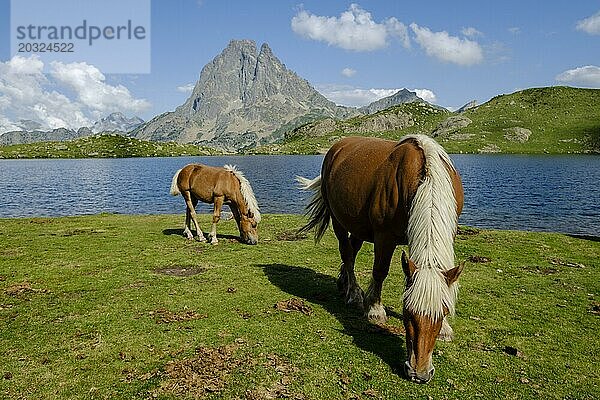 Pferdefront Midi d Ossau  Gentau See  Ayous Seen Tour  Pyrenäen Nationalpark  Pyrenees Atlantiques  Frankreich  Europa