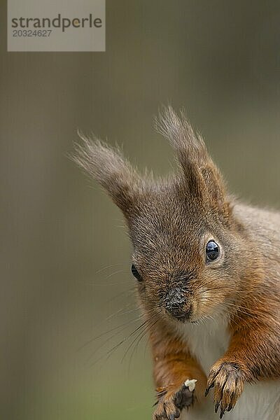 Europäisches Eichhörnchen (Sciurus vulgaris) erwachsenes Tierporträt  Yorkshire  England  Großbritannien  Europa