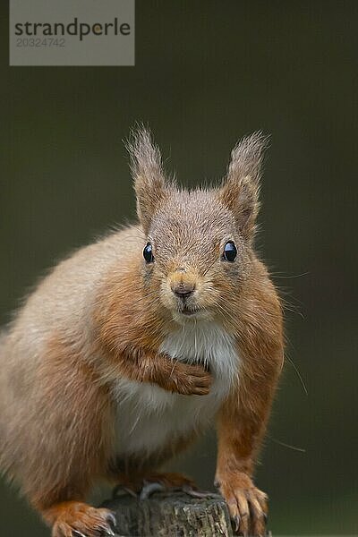 Europäisches Eichhörnchen (Sciurus vulgaris) erwachsenes Tierporträt  Yorkshire  England  Großbritannien  Europa