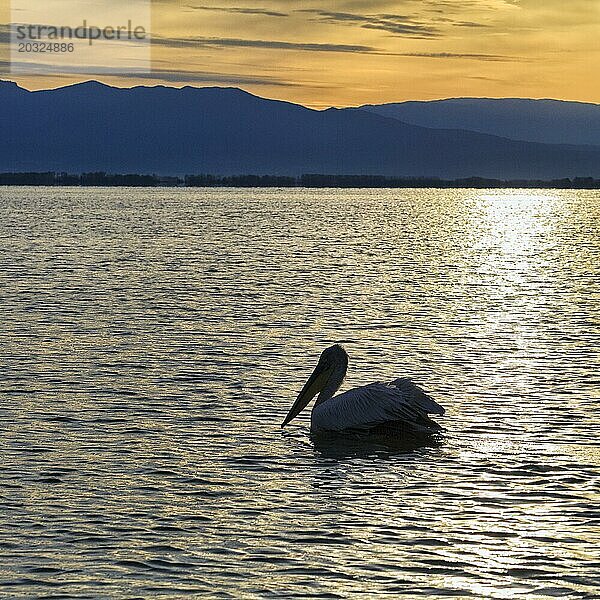 Einzelner Krauskopfpelikan (Pelecanus crispus) schwimmt im Kerkini-See  Kerkinisee  Morgenstimmung  Silhouette  Zentralmakedonien  Griechenland  Europa