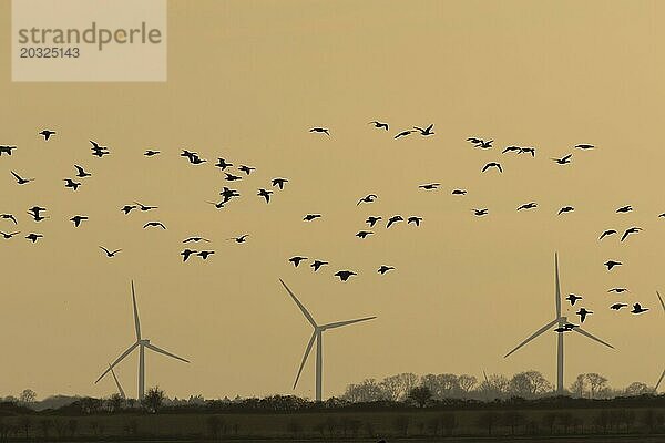 Ringelgans (Branta bernicla)  erwachsene Vögel im Flug in einem Schwarm oder Strang mit Windkraftanlagen im Hintergrund  Norfolk  England  Großbritannien  Europa