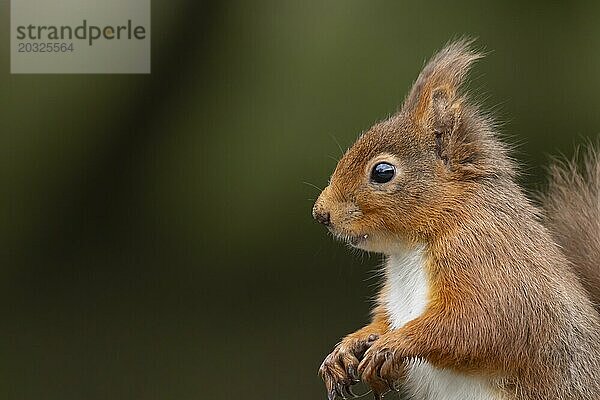 Europäisches Eichhörnchen (Sciurus vulgaris) erwachsenes Tierporträt  Yorkshire  England  Großbritannien  Europa