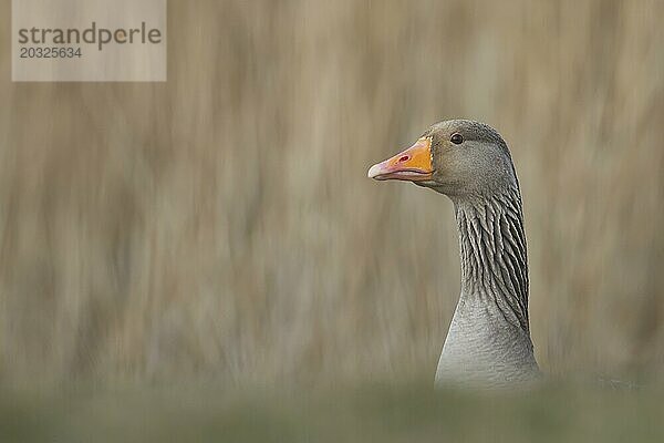 Graugans (Anser anser) erwachsener Vogel Kopf Portrait  England  Großbritannien  Europa