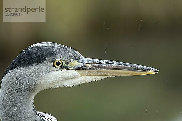 Graureiher (Ardea cinerea) erwachsener Vogel Kopf Portrait  England  Großbritannien  Europa