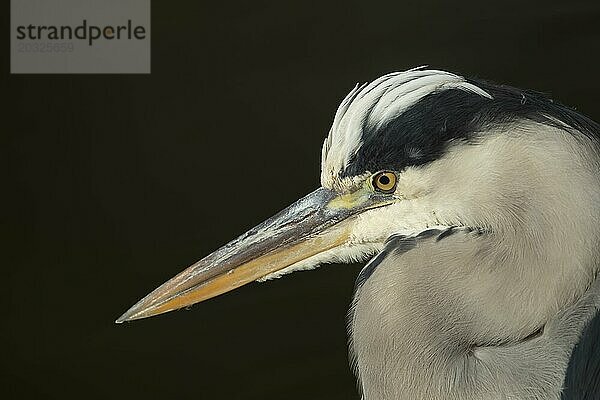 Graureiher (Ardea cinerea) erwachsener Vogel Kopf Portrait  England  Großbritannien  Europa