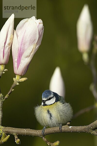 Blaumeise (Cyanistes Caeruleus)  Altvogel auf einem blühenden Magnolienzweig im Frühling  England  Großbritannien  Europa