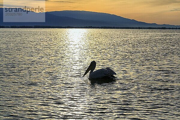 Einzelner Krauskopfpelikan (Pelecanus crispus) schwimmt im Kerkini-See  Kerkinisee  Morgenstimmung  Silhouette  Zentralmakedonien  Griechenland  Europa