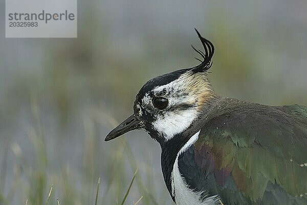 Kiebitz (Vanellus vanellus) erwachsener Vogel Kopf Portrait  England  Großbritannien  Europa