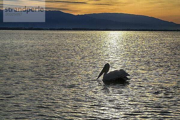 Einzelner Krauskopfpelikan (Pelecanus crispus) schwimmt im Kerkini-See  Kerkinisee  Morgenstimmung  Silhouette  Zentralmakedonien  Griechenland  Europa