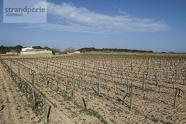 Weinberge der Weinkellerei Terramoll  La Mola  Formentera  Pityusen  Balearische Gemeinschaft  Spanien  Europa