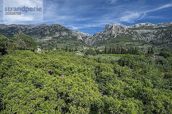 Orangenhain mit den Bergen im Hintergrund  Talroute von Soller  Mallorca  Balearen  Spanien  Europa