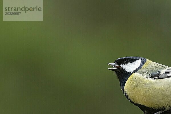 Kohlmeise (Parus major)  erwachsener Vogel  singend im Frühling  England  Großbritannien  Europa