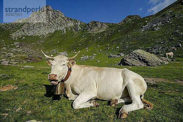 Kühe am Lac Casterau  Ayous Seen Tour  Pyrenäen Nationalpark  Pyrenees Atlantiques  Frankreich  Europa
